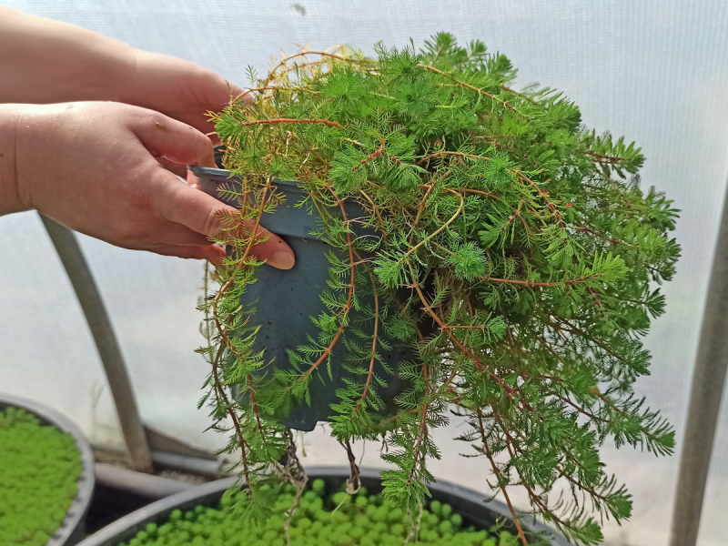 Tausendblatt - Myriophyllum hippuriodes